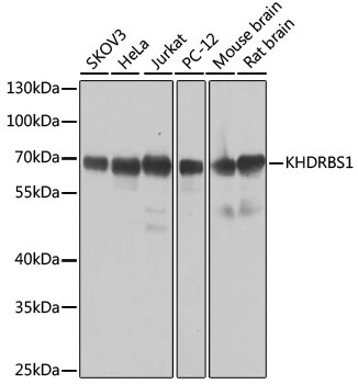 KHDRBS1 Antibody