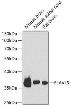 ELAVL3 Antibody