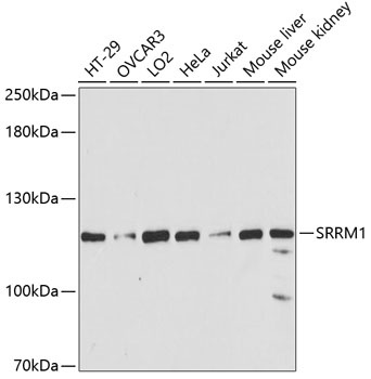 SRRM1 Antibody