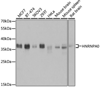 HNRNPA0 Antibody