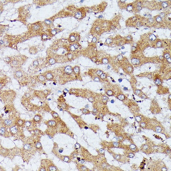 HDLBP Antibody