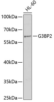 G3BP2 Antibody