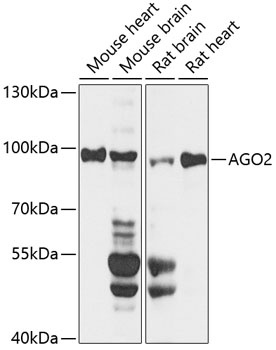 AGO2 Antibody