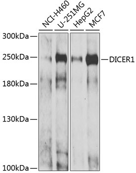 DICER1 Antibody