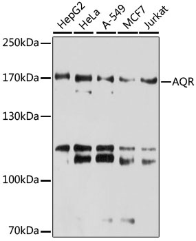 AQR Antibody
