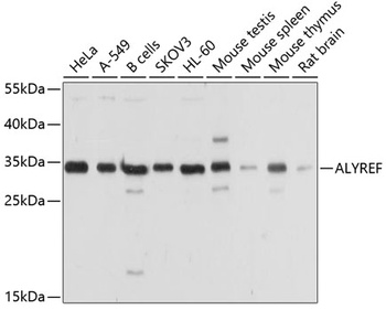 ALYREF Antibody