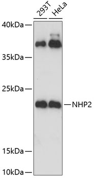 NHP2 Antibody