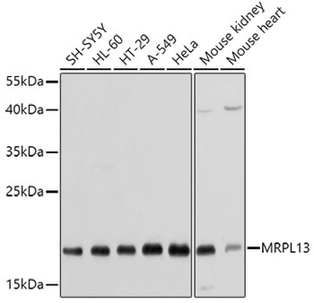 MRPL13 Antibody
