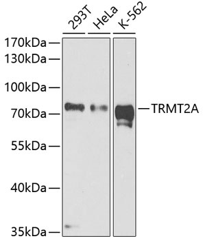 TRMT2A Antibody