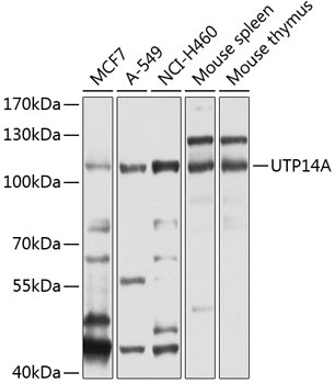 UTP14A Antibody