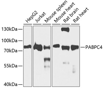 PABPC4 Antibody