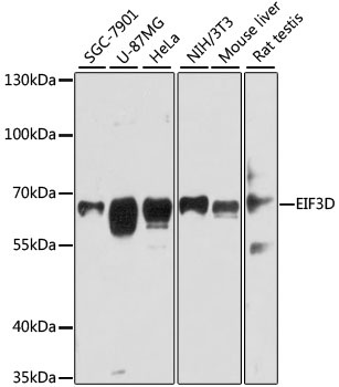 EIF3D Antibody