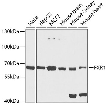 FXR1 Antibody