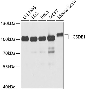 CSDE1 Antibody