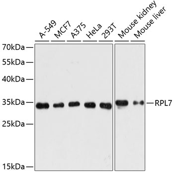 RPL7 Antibody