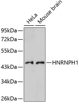 HNRNPH1 Antibody