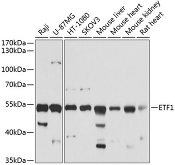 ETF1 Antibody