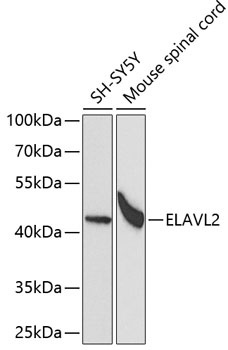 ELAVL2 Antibody