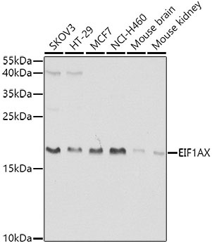 EIF1AX Antibody