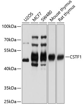 CSTF1 Antibody