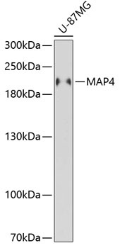 MAP4 Antibody