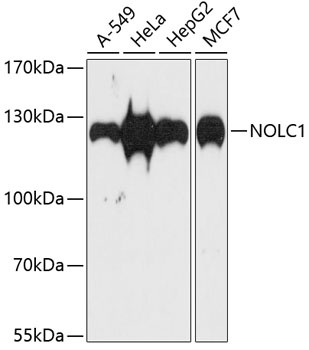 NOLC1 Antibody