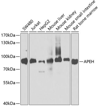 APEH Antibody