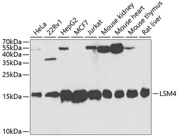 LSM4 Antibody