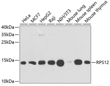 RPS12 Antibody