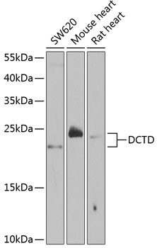 DCTD Antibody