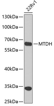 MTDH Antibody