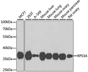 RPS3A Antibody