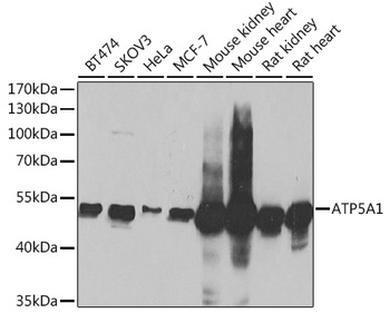 ATP5A1 Antibody