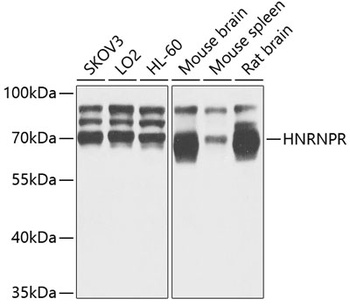 HNRNPR Antibody