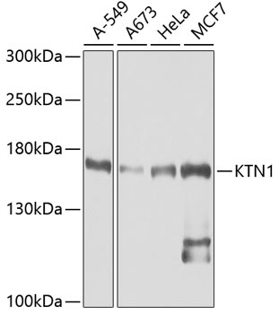 KTN1 Antibody