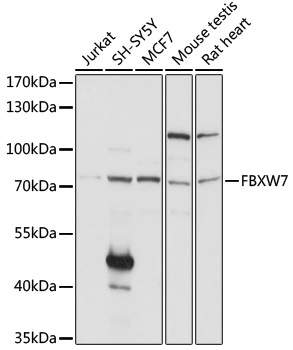 FBXW7 Antibody