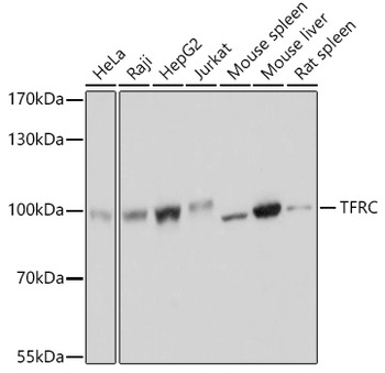 TFRC Antibody