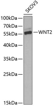 WNT2 Antibody