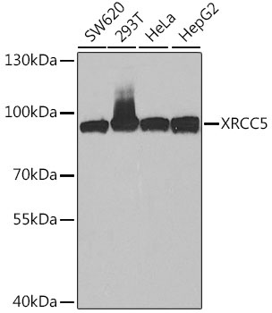 XRCC5 Antibody