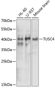 NPRL2 Antibody