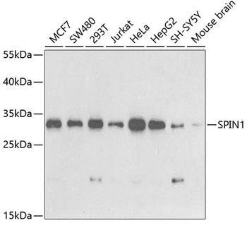 SPIN1 Antibody