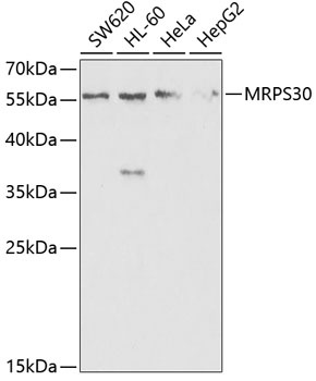 MRPS30 Antibody