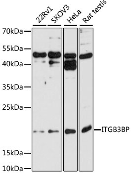 ITGB3BP Antibody