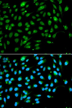 ING3 Antibody