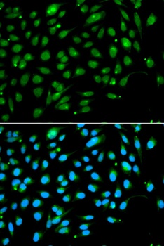 ING3 Antibody