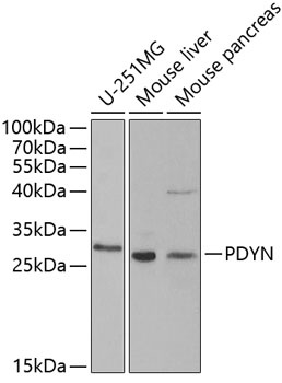 PDYN Antibody