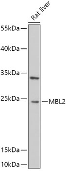MBL2 Antibody