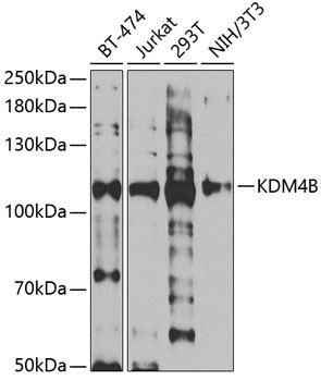 KDM4B Antibody
