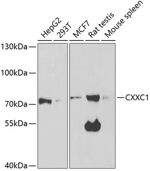 CXXC1 Antibody