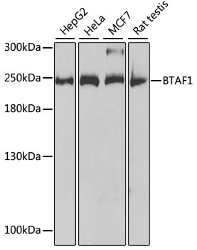 BTAF1 Antibody